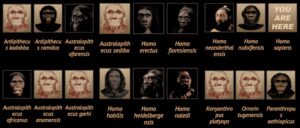 The Smithsonian National Museum of Natural History has listed at least 21 human species that are recognized by most scientists. 